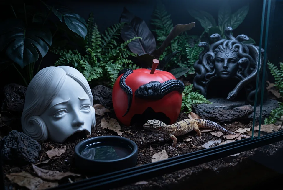 The Curiosity Room